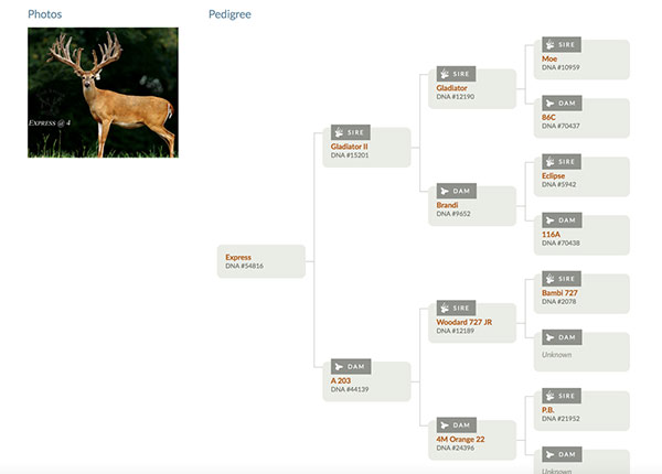 Screenshot: Photo of deer, pedigree tree